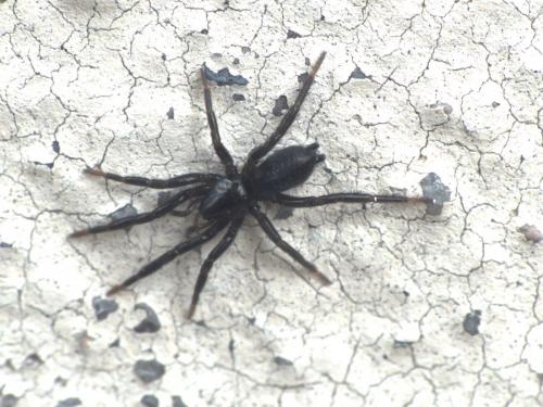 Zelotinae